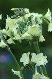 Primula alpicola