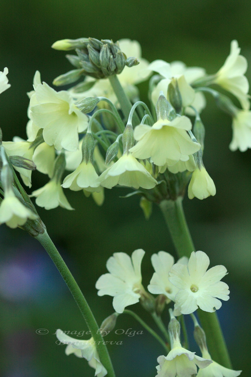 Image of Primula alpicola specimen.