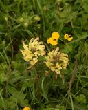 Pedicularis chroorrhyncha