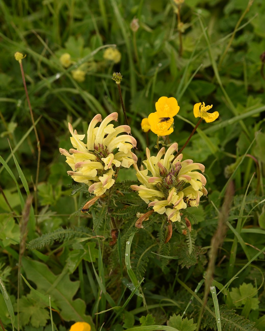 Image of Pedicularis chroorrhyncha specimen.