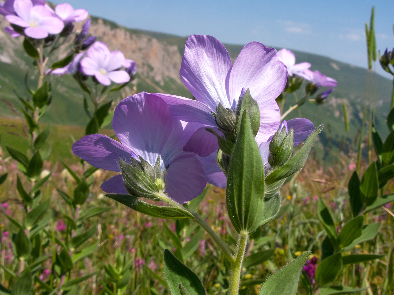 Изображение особи Linum hypericifolium.