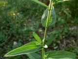 Centaurea jacea. Средняя часть побега. Московская обл., окр. г. Чехов, луг в лиственном лесу. 17.07.2010.