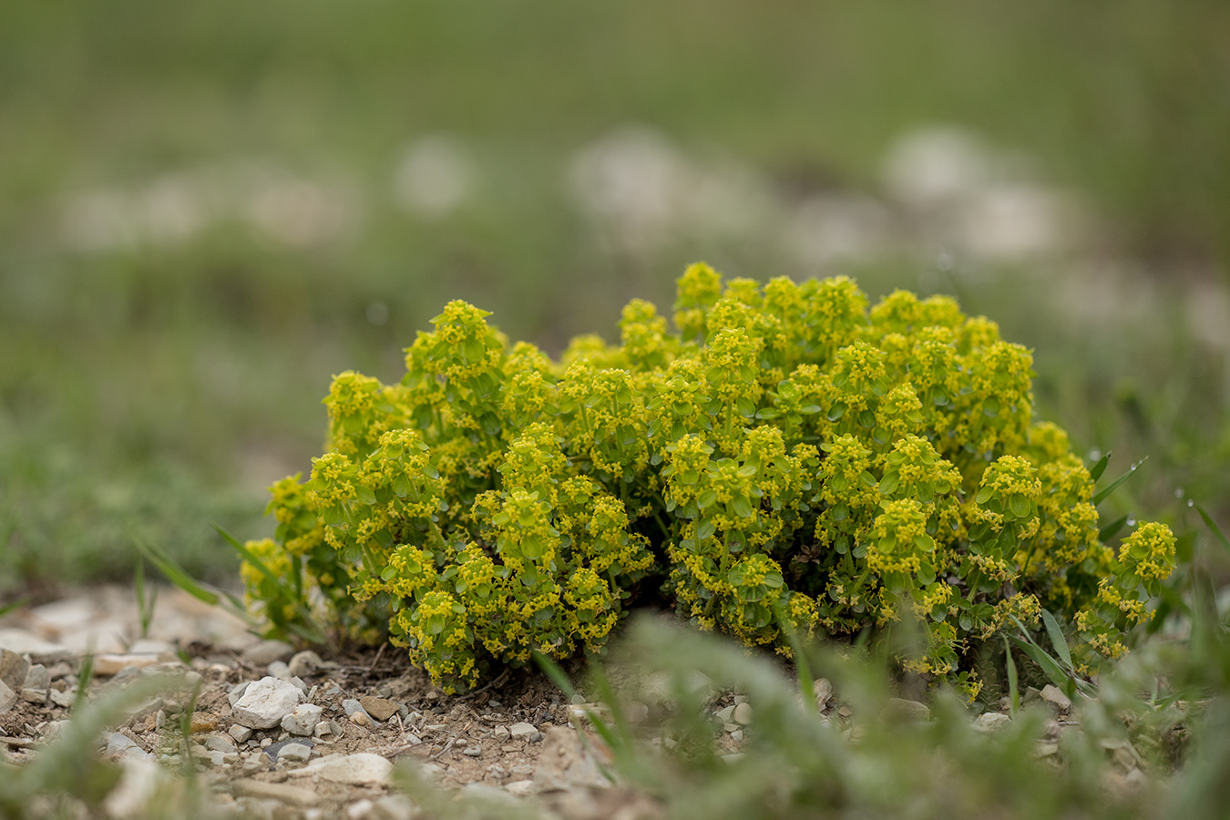 Image of Cruciata laevipes specimen.