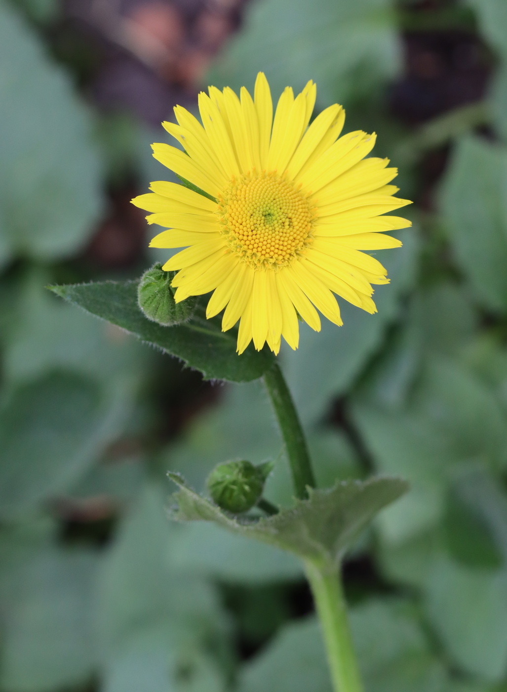 Изображение особи Doronicum orientale.