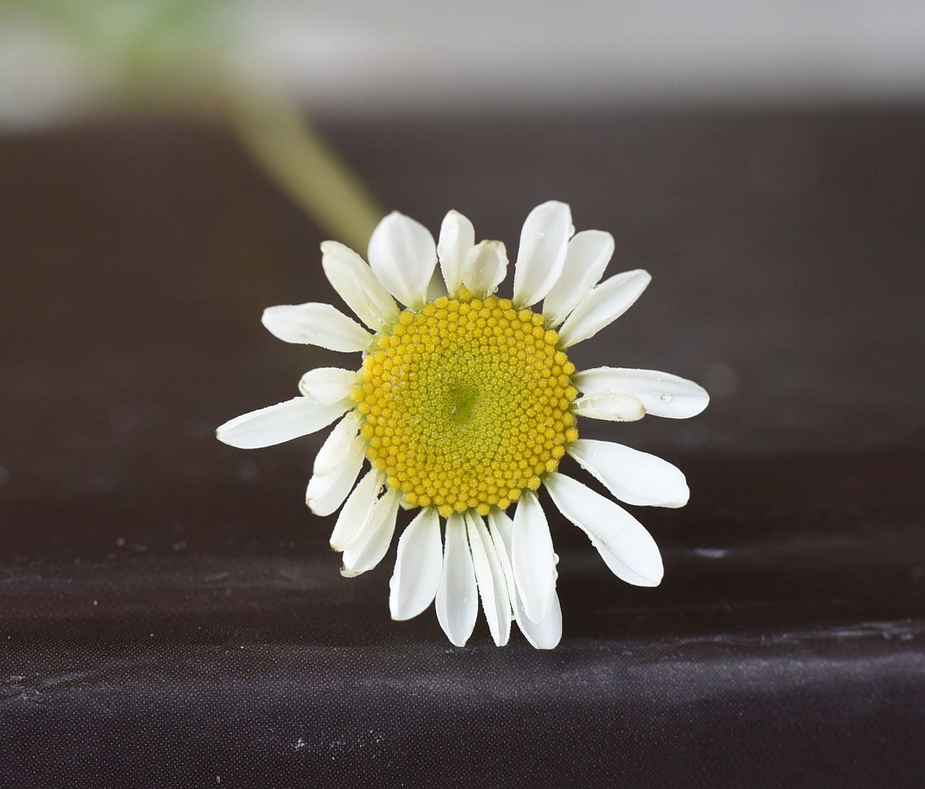 Image of familia Asteraceae specimen.
