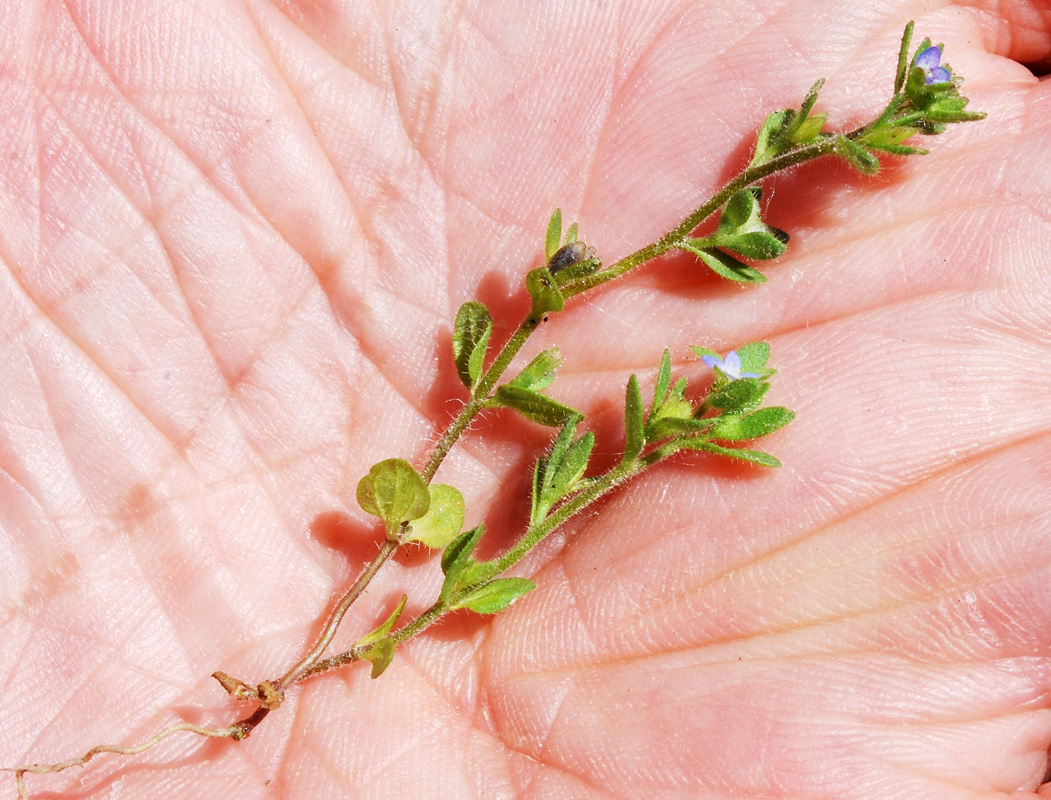 Image of Veronica arvensis specimen.