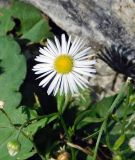 Erigeron annuus