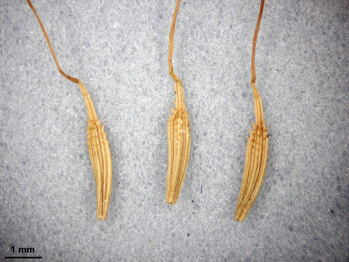 Image of genus Taraxacum specimen.