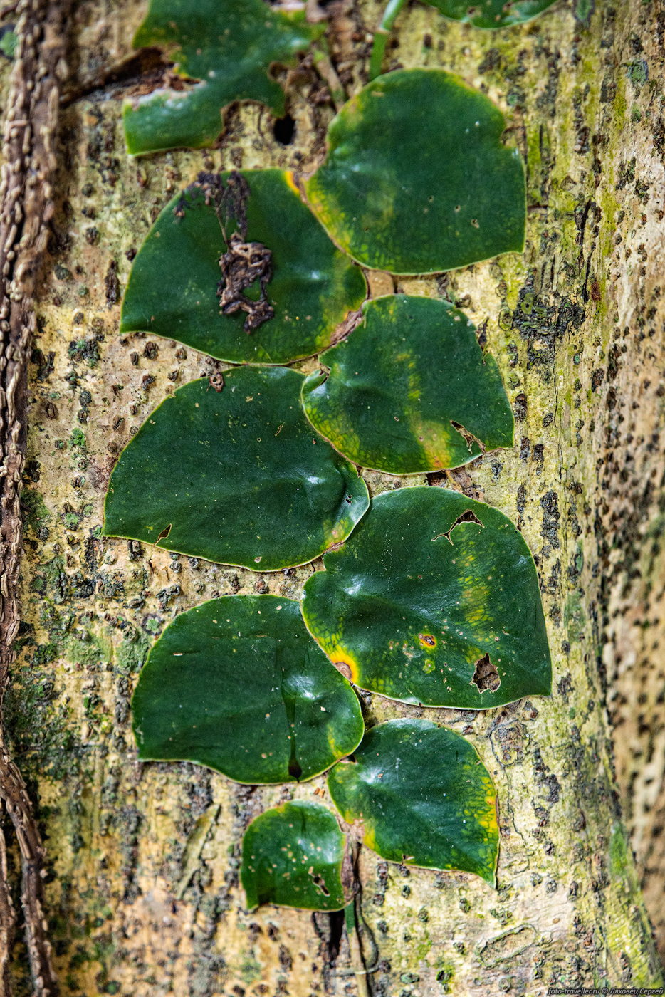 Image of genus Monstera specimen.