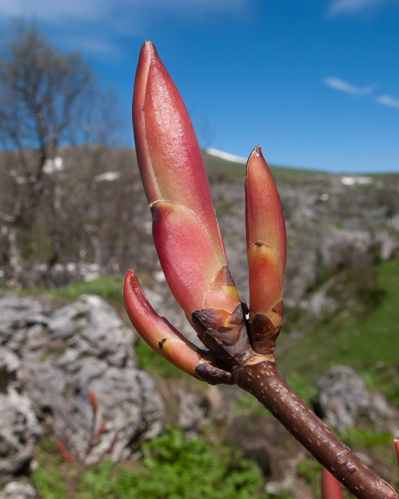 Image of Acer trautvetteri specimen.