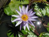 Nymphaea разновидность caerulea