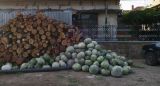 Cucurbita maxima