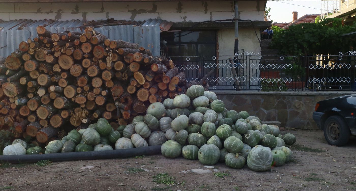 Изображение особи Cucurbita maxima.