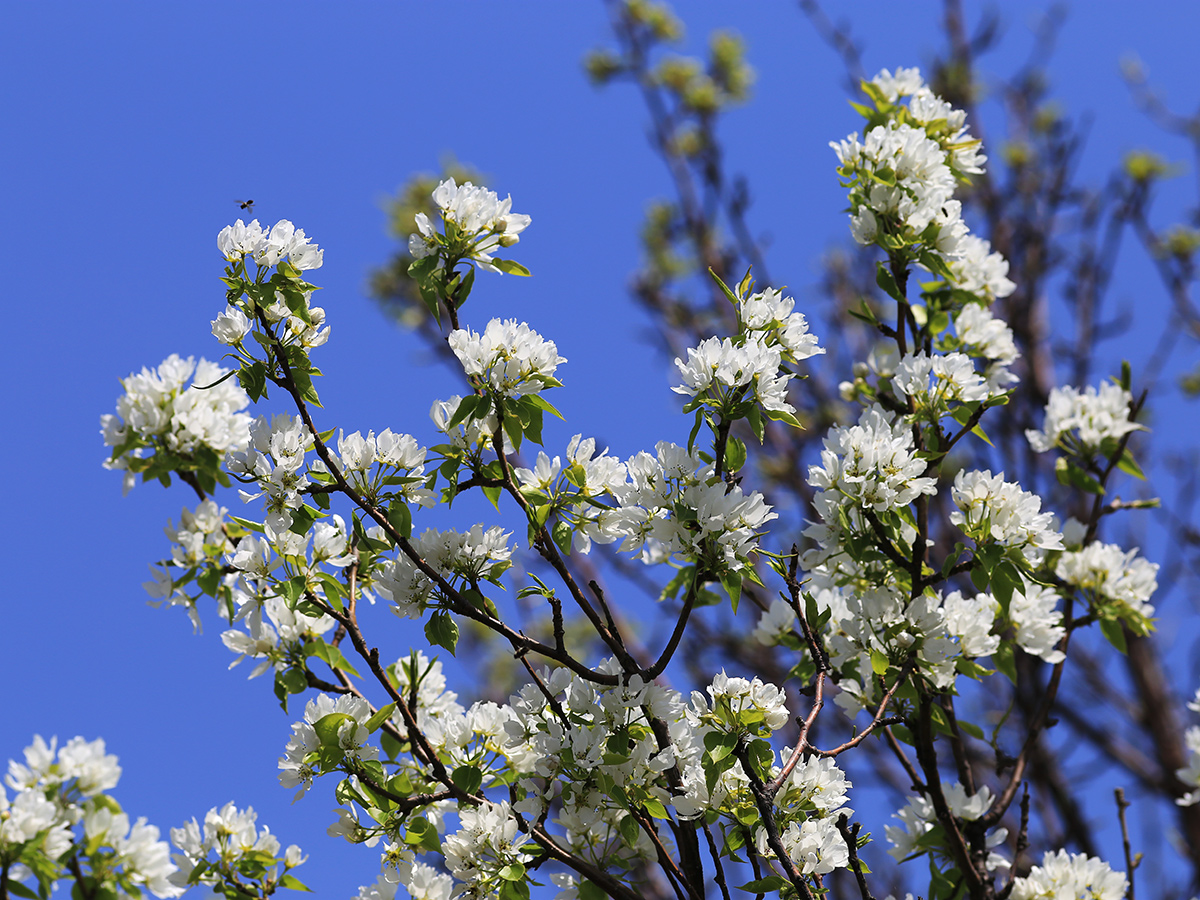 Изображение особи Pyrus ussuriensis.