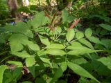 Lathyrus vernus. Верхушка плодоносящего растения в паутине. Тверская обл., Кимрский р-н, лесистая часть дамбы Иваньковского вдхр. 08.06.2022.
