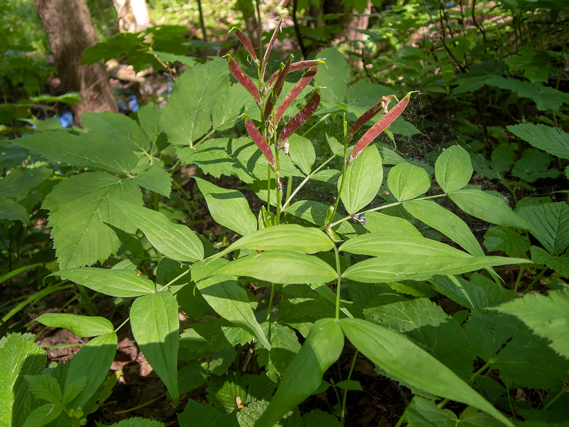 Image of Lathyrus vernus specimen.