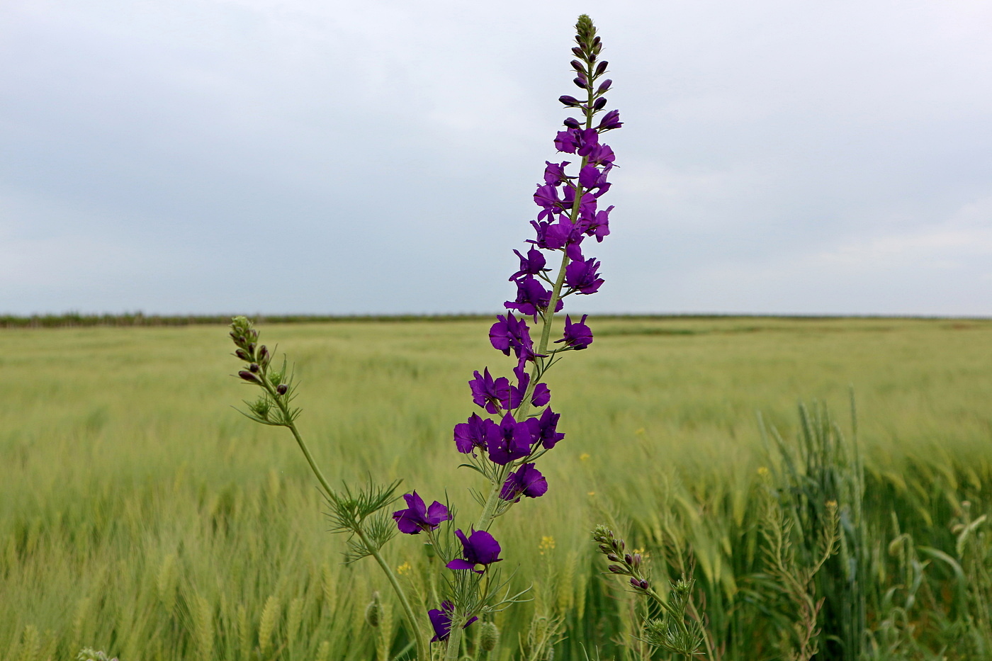 Изображение особи Delphinium hispanicum.