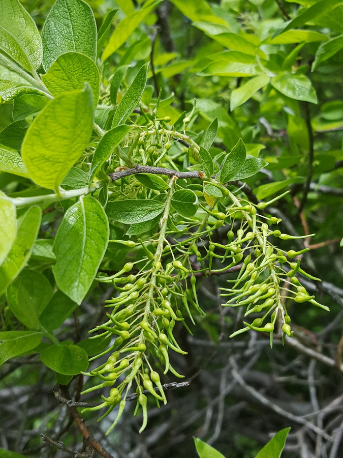 Изображение особи Salix bebbiana.
