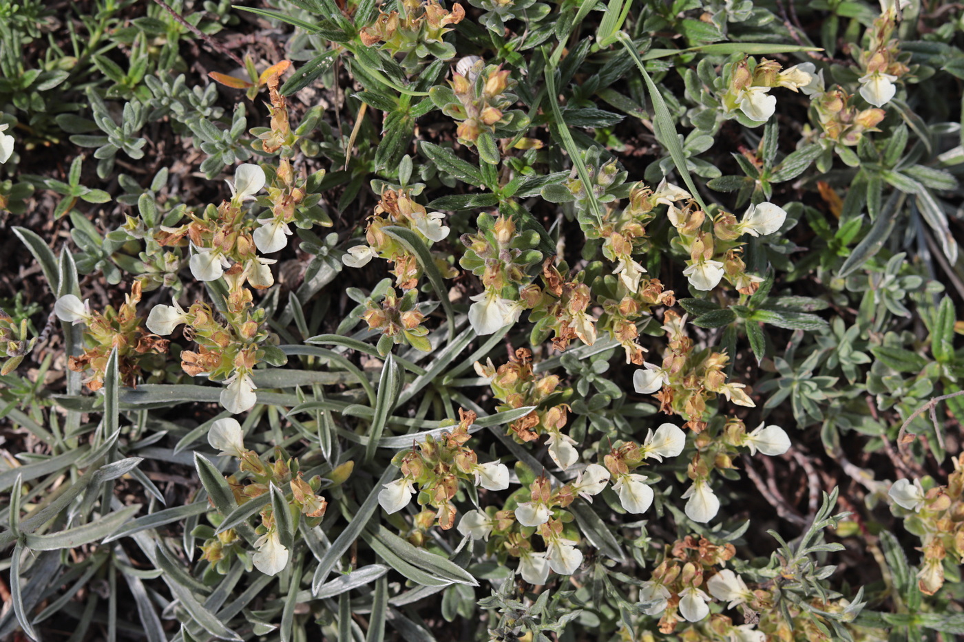 Изображение особи Teucrium jailae.