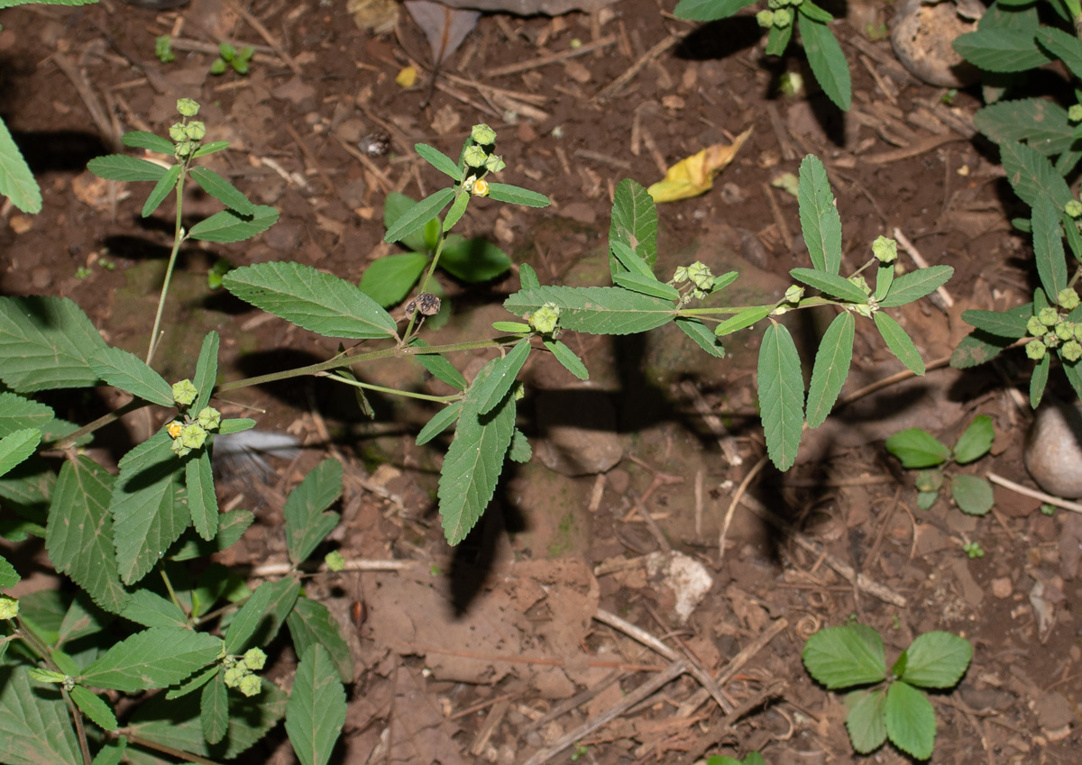 Изображение особи Sida rhombifolia.