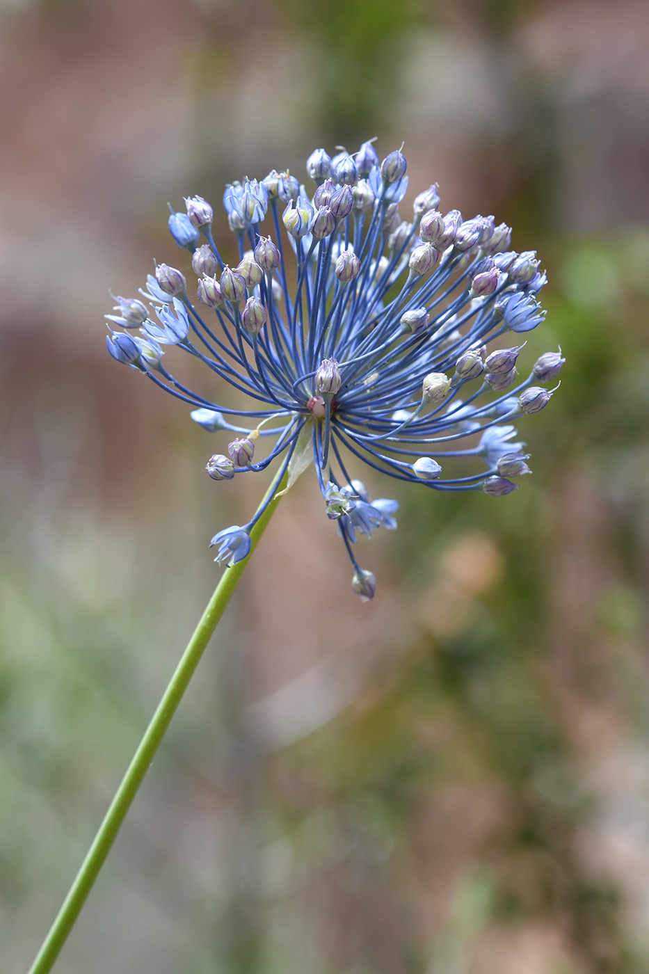 Image of Allium caesium specimen.