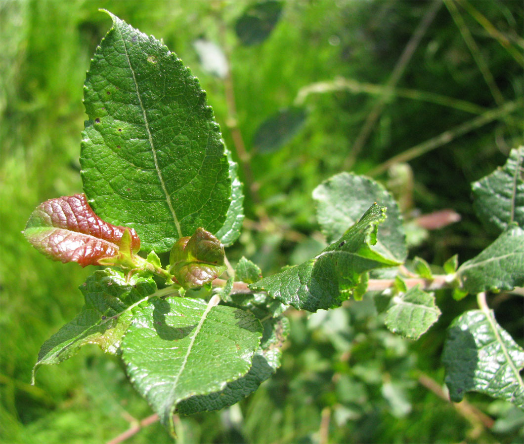 Изображение особи Salix myrsinifolia.