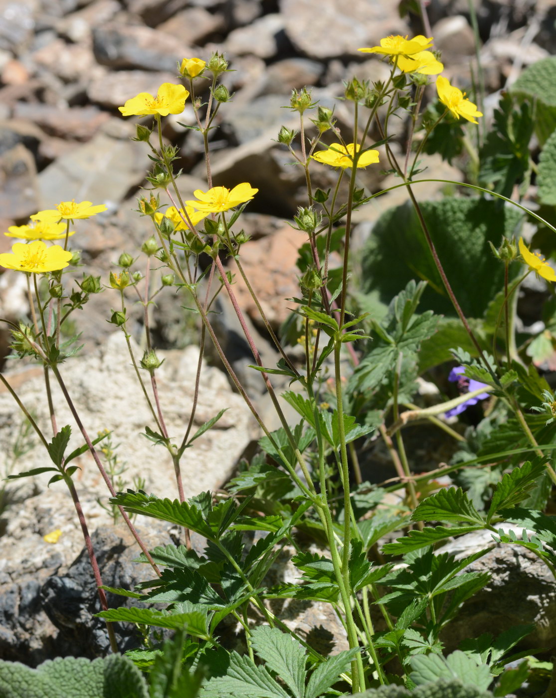 Изображение особи Potentilla asiatica.