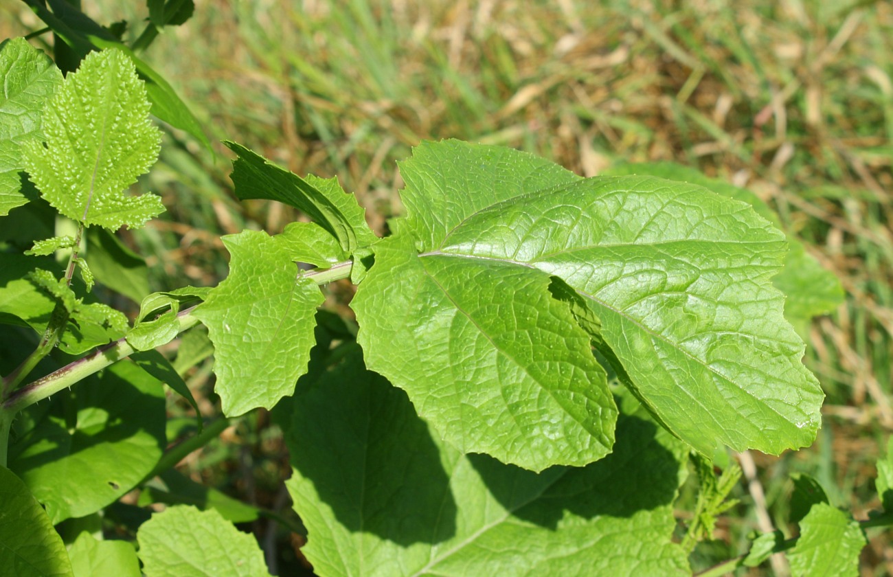 Изображение особи Brassica nigra.