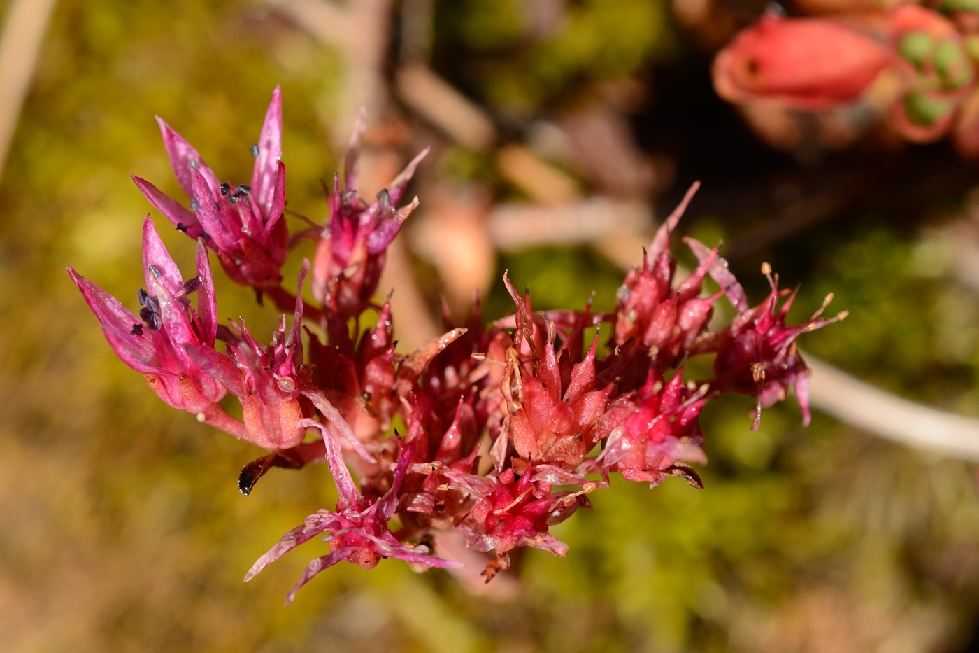 Изображение особи Sedum spurium.