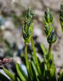 Swertia marginata