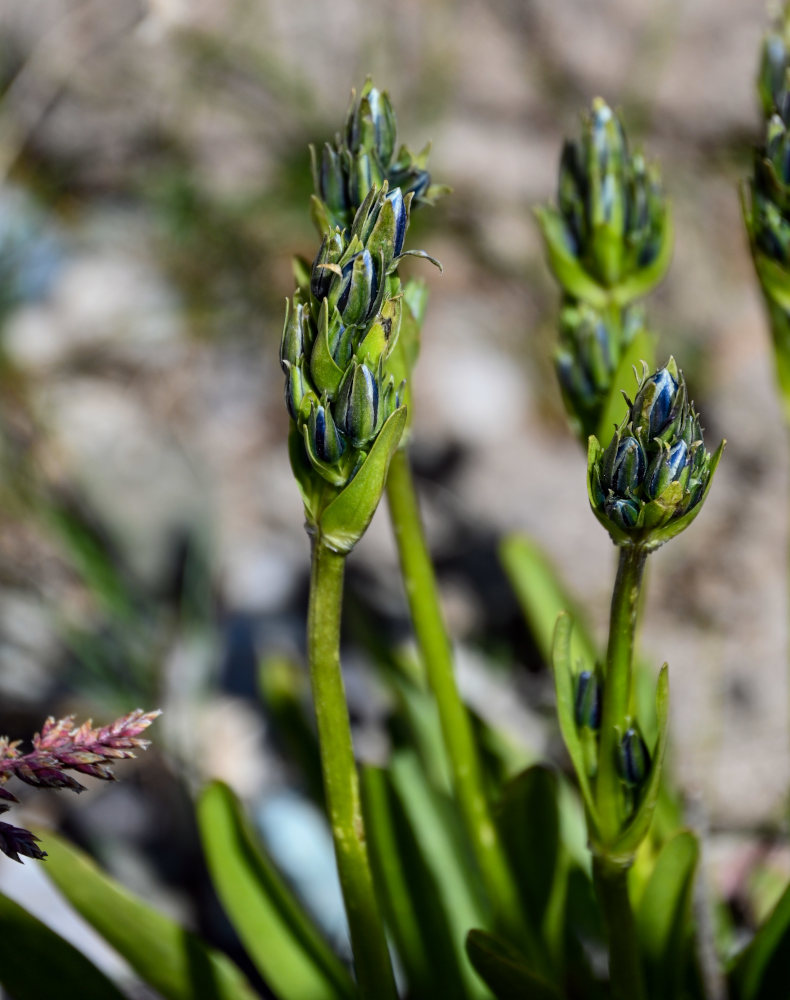 Изображение особи Swertia marginata.