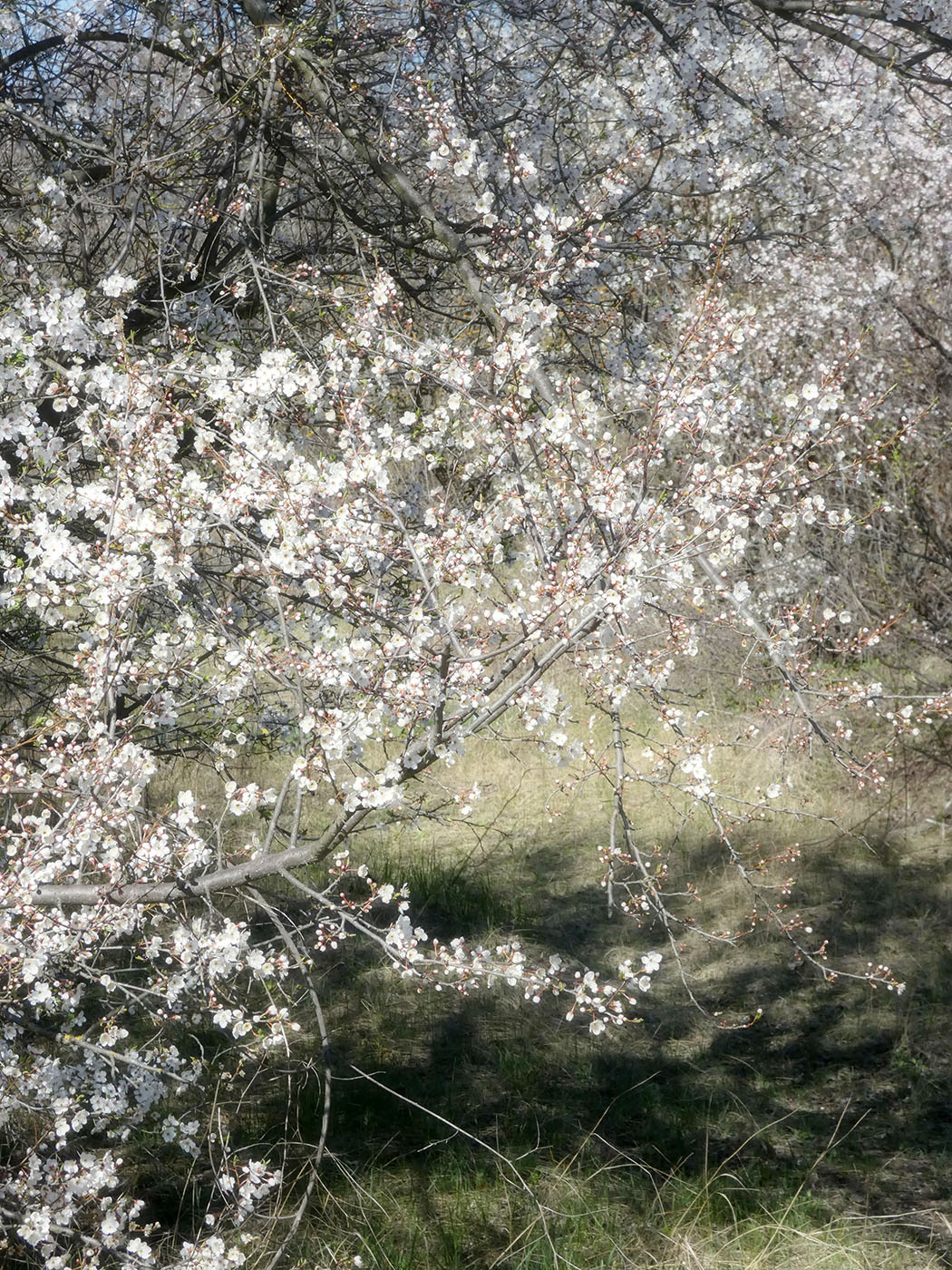 Image of Prunus cerasifera specimen.