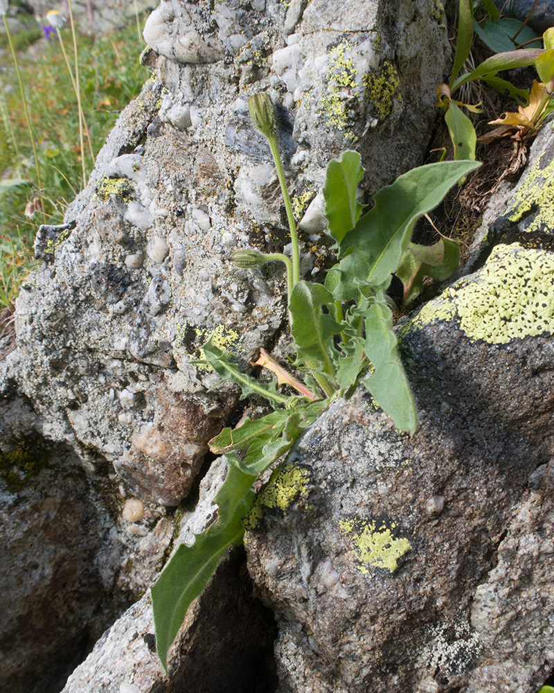 Image of Leontodon caucasicus specimen.