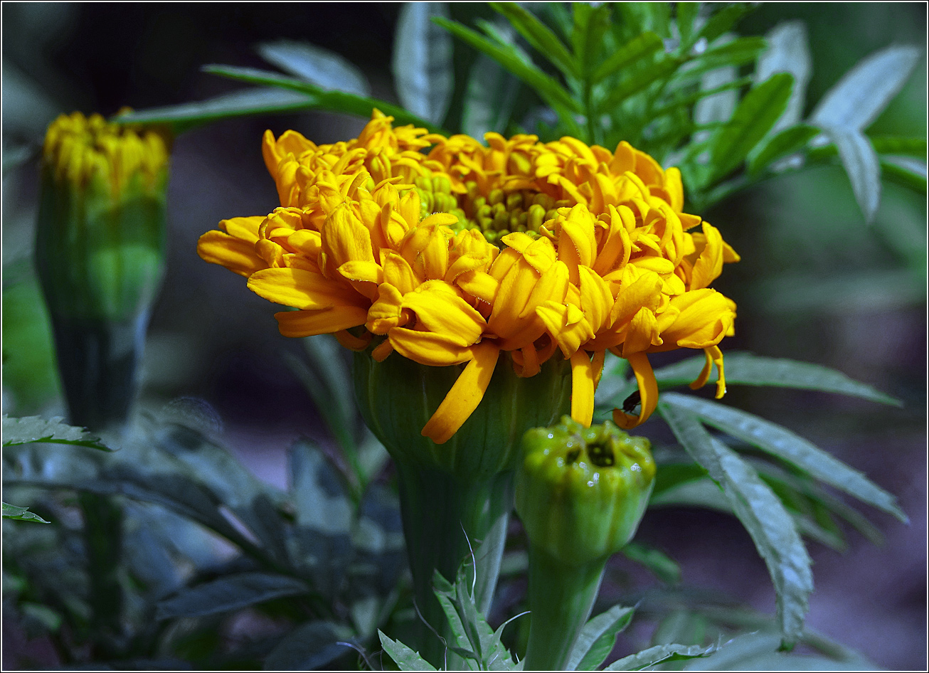 Изображение особи Tagetes erecta.