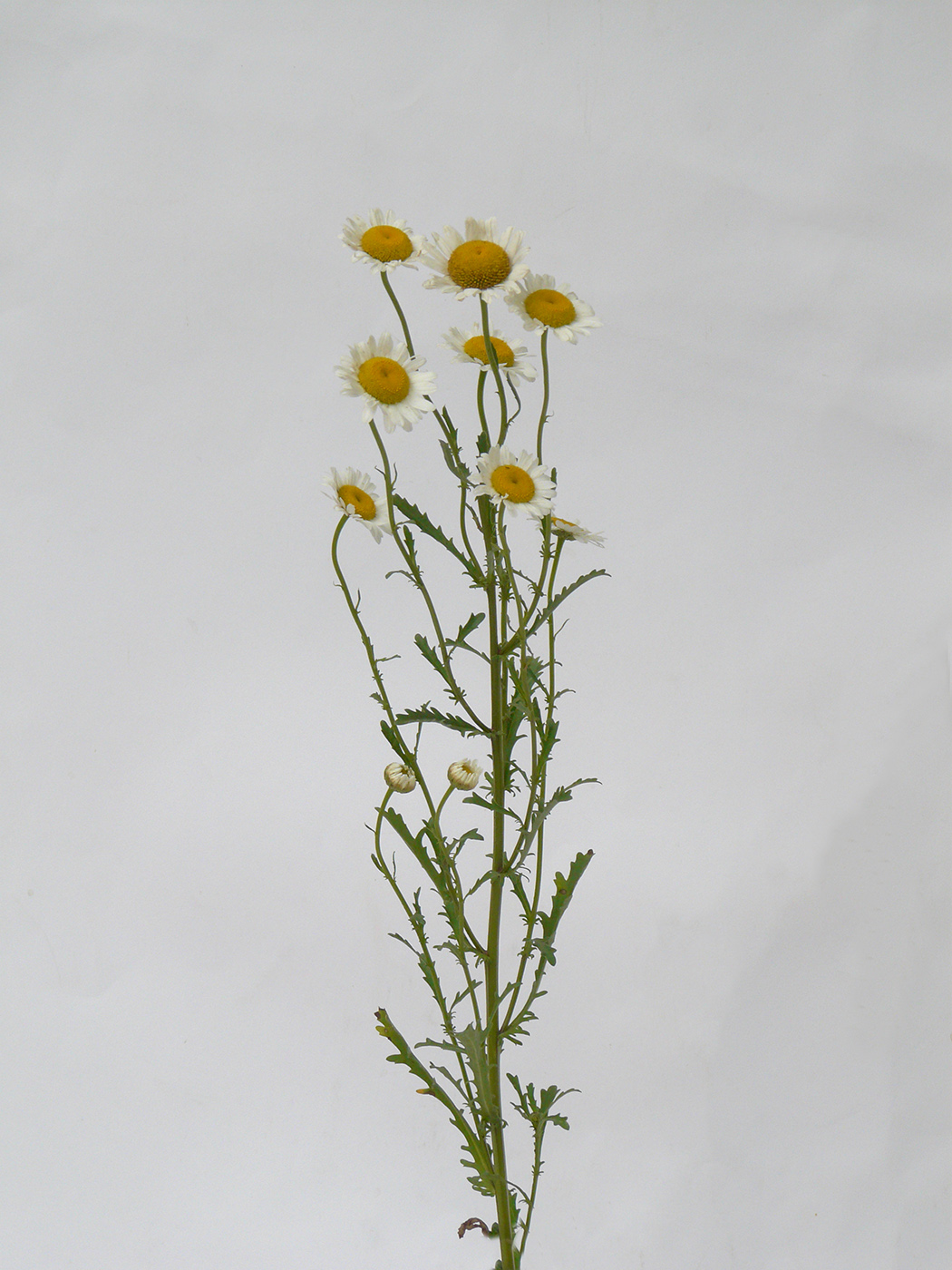 Image of Leucanthemum vulgare specimen.