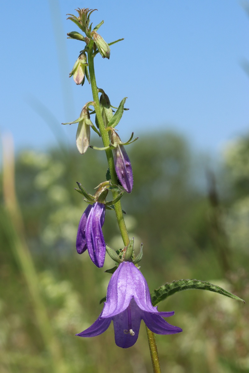 Image of Campanula rapunculoides specimen.