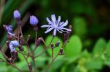 Lactuca sibirica