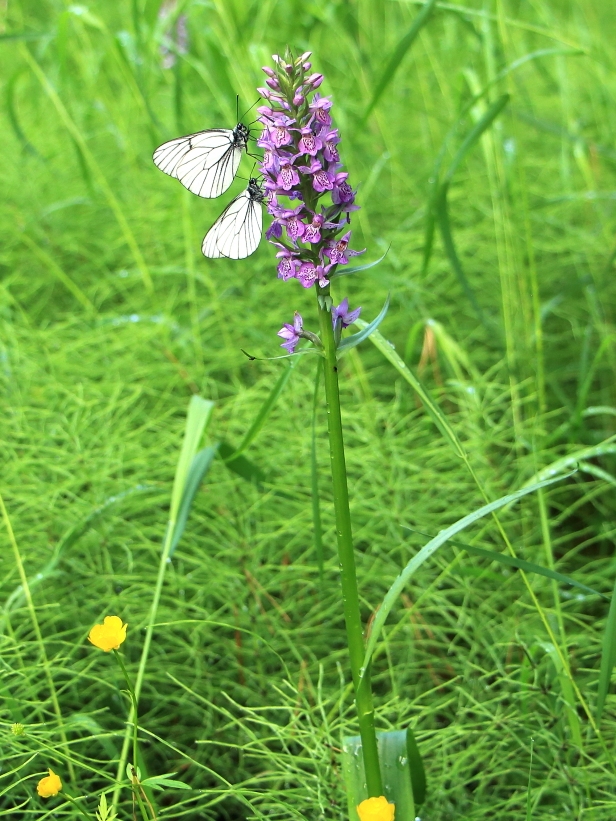 Изображение особи Dactylorhiza sibirica.