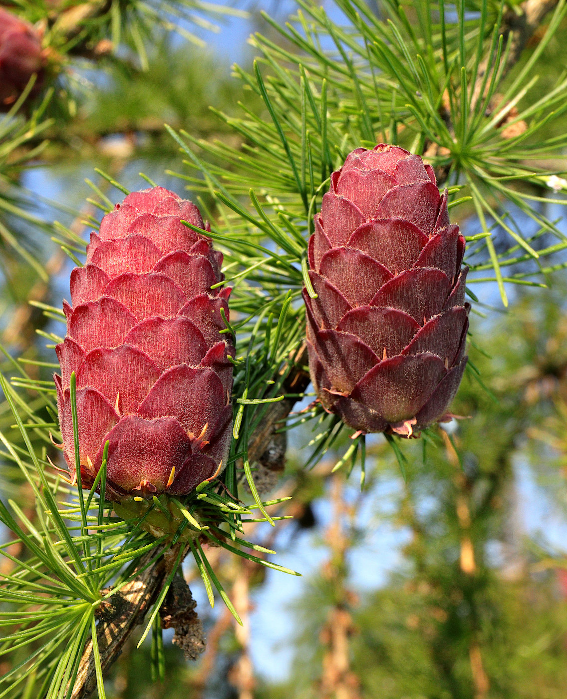 Image of Larix olgensis specimen.