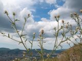 Centaurea diffusa. Верхушка цветущего растения. Краснодарский край, м/о г. Новороссийск, пер. Маркотх, остепнённый луг. 08.07.2017.