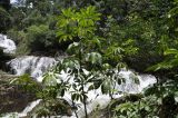 род Schefflera. Верхушка вегетирующего растения. Вьетнам, провинция Ламдонг, окр. г. Далат, парк \"Datanla waterfall\", берег реки. 06.09.2023.