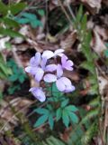 Cardamine quinquefolia
