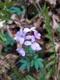 Cardamine quinquefolia. Верхушка соцветия. Краснодарский край, г/о Сочи, Хостинский р-н, окр. с. Измайловка, долина р. Дикарька, широколиственный лес. 05.03.2024.