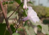 Ipomoea carnea