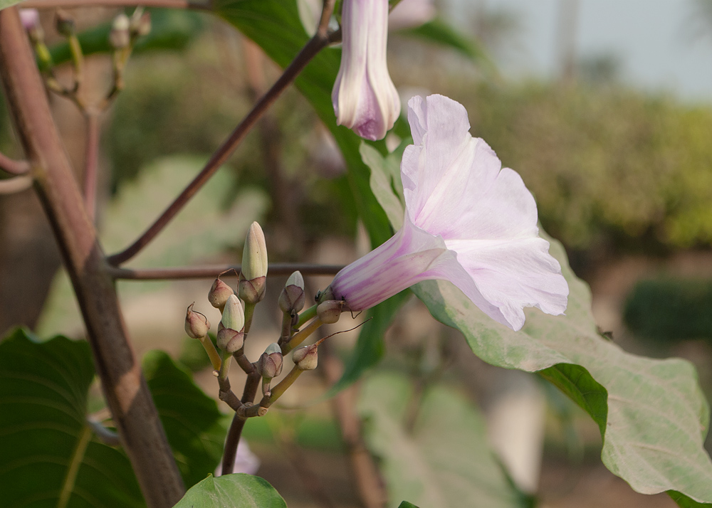 Image of Ipomoea carnea specimen.