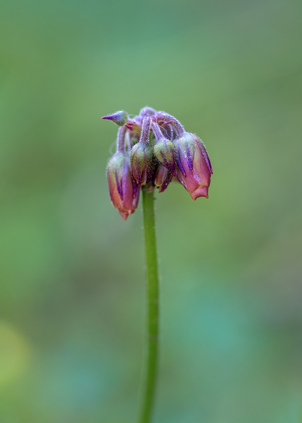 Изображение особи Oxalis pes-caprae f. pleniflora.