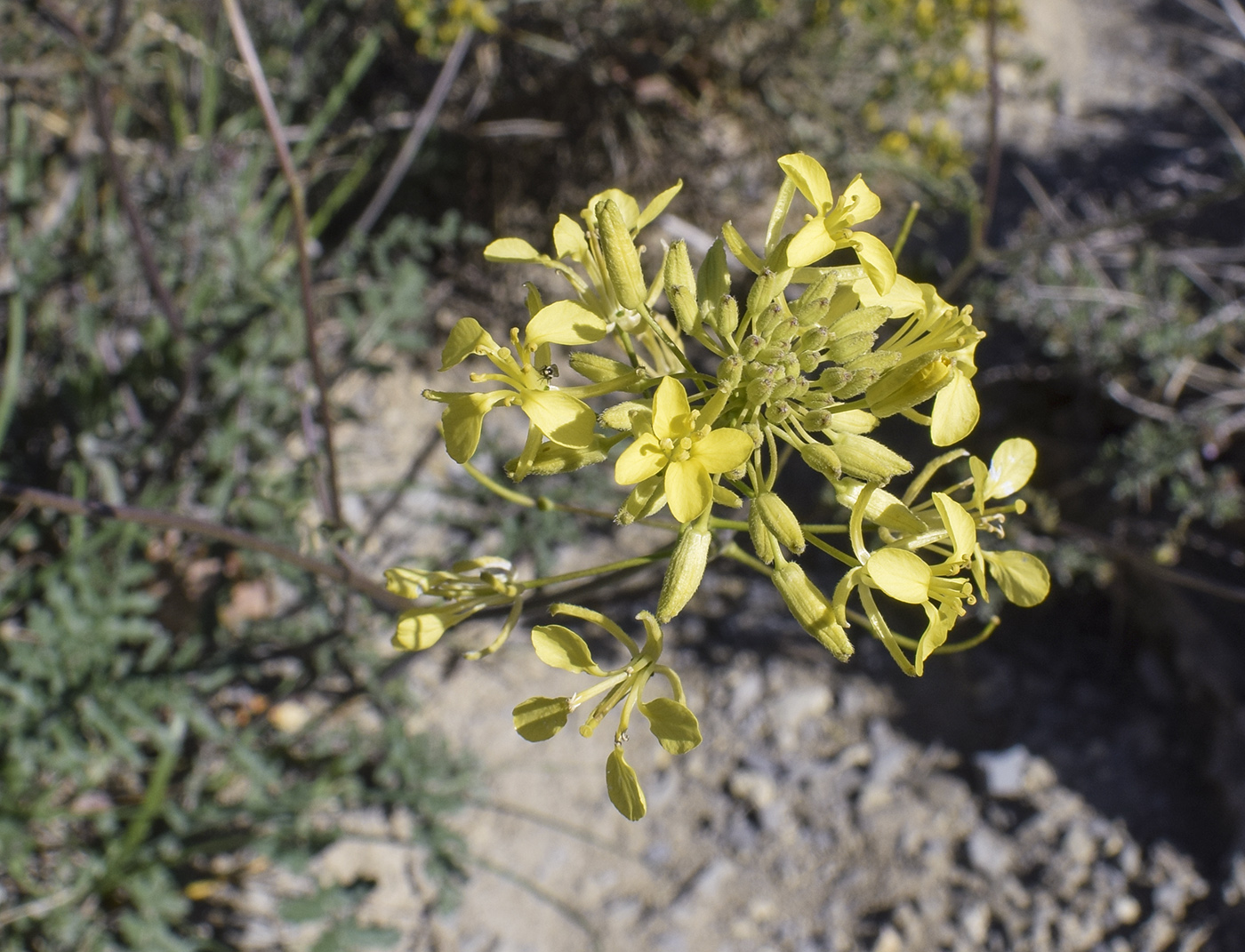 Изображение особи семейство Brassicaceae.