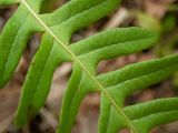 Polypodium vulgare. Часть молодой вайи. Беларусь, Минская обл., Мядельский р-н, национальный парк \"Нарочанский\", окр. дер. Боровые, в сосново-еловом зелёномошном бору с примесью Betula pendula и Populus tremula, возле разрушающегося ствола поваленного дерева. 02.04.2024.