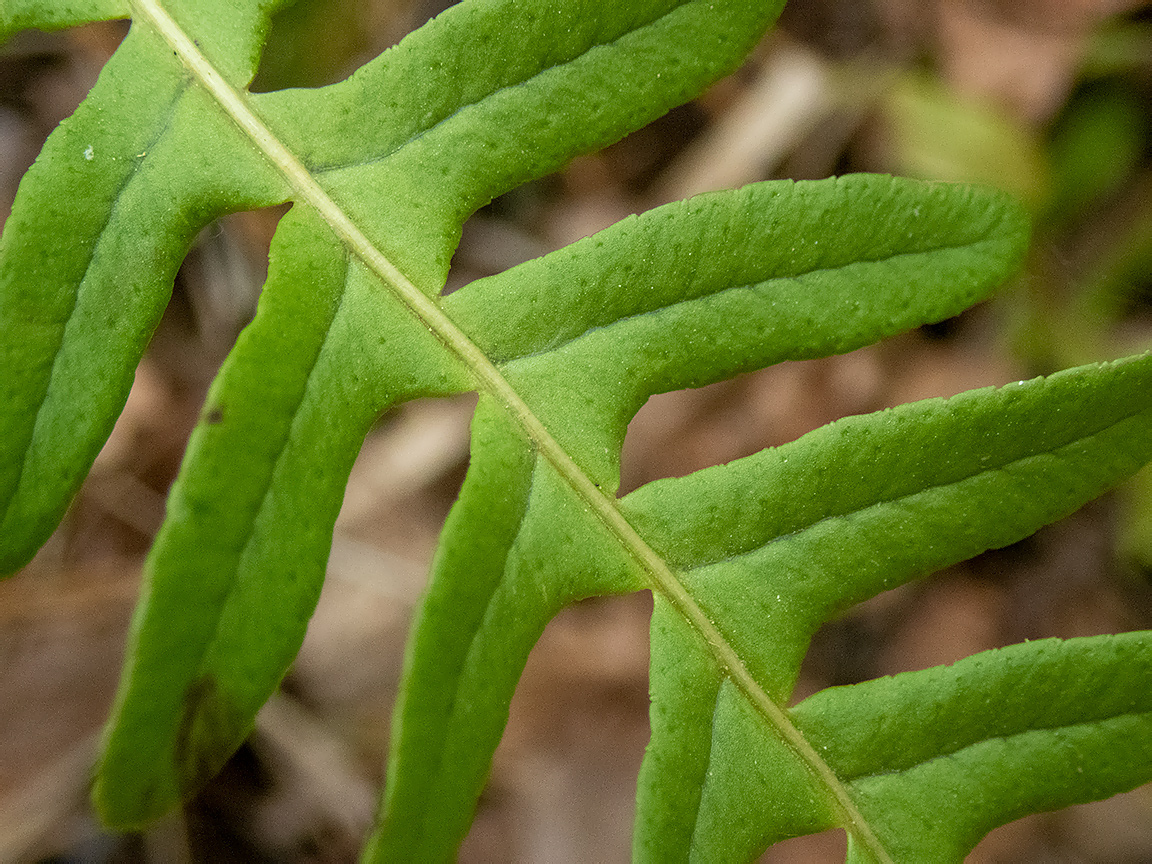 Изображение особи Polypodium vulgare.