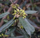 Berberis julianae